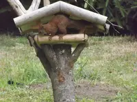 eichhörnchen bedient sich am vogelfutter (3).webp