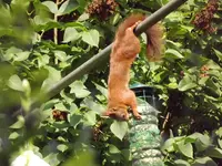 eichhörnchen bedient sich am vogelfutter (4).webp
