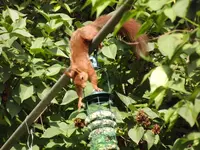 eichhörnchen bedient sich am vogelfutter (5).webp