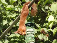 eichhörnchen bedient sich am vogelfutter (6).webp