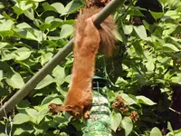 eichhörnchen bedient sich am vogelfutter (7).webp