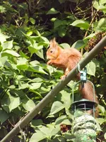 eichhörnchen bedient sich am vogelfutter (8).webp