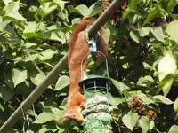 eichhörnchen bedient sich am vogelfutter (9).webp