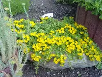pfennigkraut (3).webp