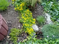 pfennigkraut (2).webp