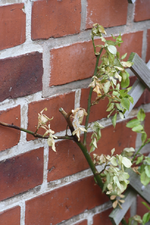 rose1.webp