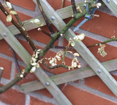 rose2.webp