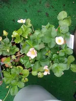 erdbeeren.webp