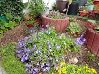 glockenblume hängend.webp