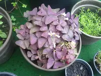 klee (2).webp