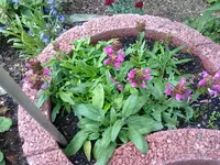 prunella.webp