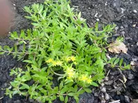 sedum (2).webp