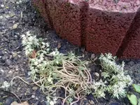 sedum (3).webp