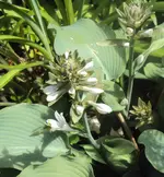 DSC02847 - 2012-06-07 - hosta knospen blüten.webp