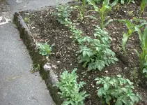 gesaete_kartoffel6_07_06_12.webp