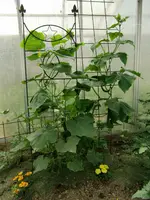 CIMG0958.webp