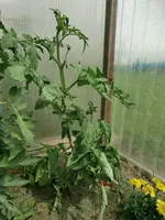 CIMG0954.webp