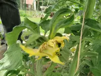CIMG0955.webp