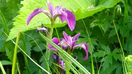 DSCN2941.webp