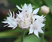 Allium Aplectens.webp