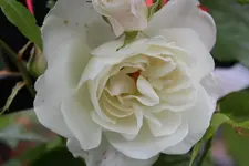 weisse Kletterrose 120607.webp