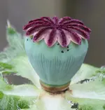 Mohnkapsel.webp