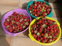 Erdbeeren.webp