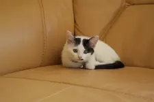 Katerchen.webp