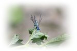 blaue Libellen im Paarungsflug (7).JPG