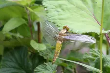 Vieräugle Libelle beim trocknen.webp
