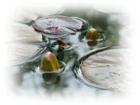 Seerose in Red.webp