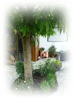 Vorgartenbeet.webp