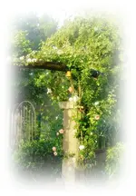 Rosenbogen.webp