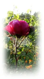 Rose.webp