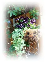 Blumenampel.webp