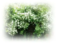 Jasmin.webp