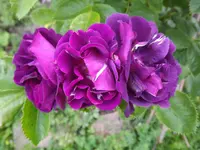 rhapsody in blue.webp