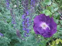 rhapsody in blue mit salbei.webp