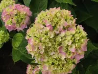 015.webp