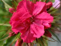 CIMG0060.webp