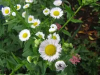 009.webp