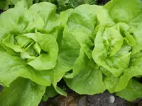 k-DSCN2513.webp