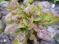 k-DSCN2514.webp