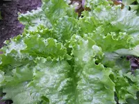 k-DSCN2515.webp