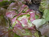 k-DSCN2516.webp