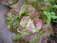 k-DSCN2518.webp
