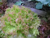 k-DSCN2519.webp