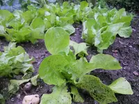 k-DSCN2521.webp