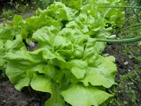 k-DSCN2523.webp