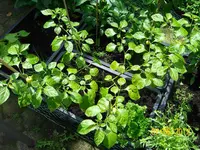 große Haba 100_1006 (Large).webp